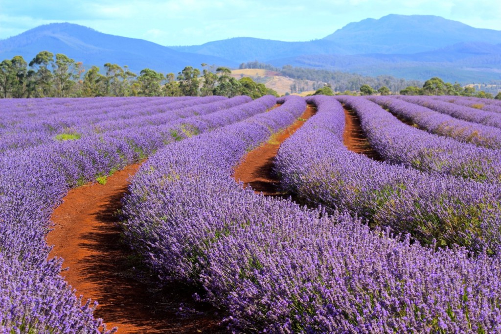 Bridestowe_Lavender_Estate