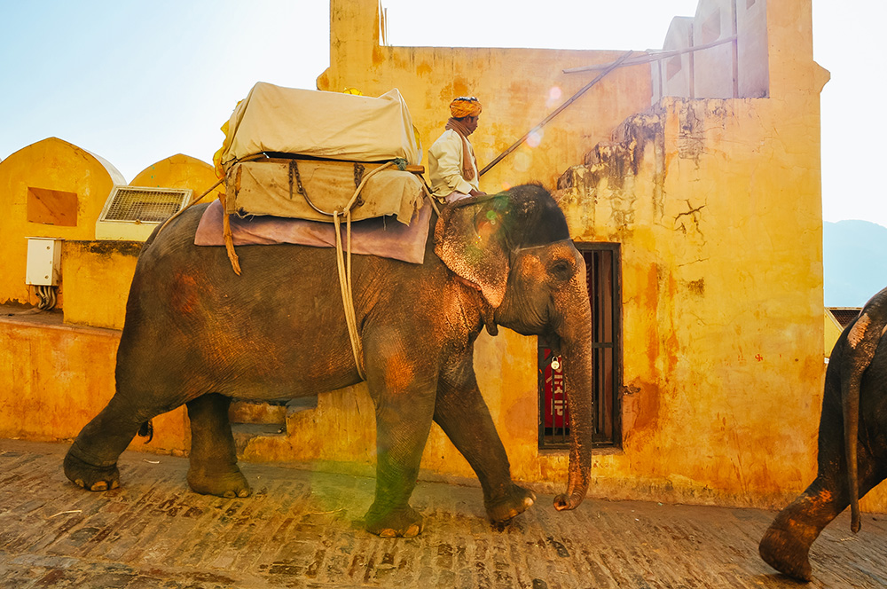 elephant-rajasthan