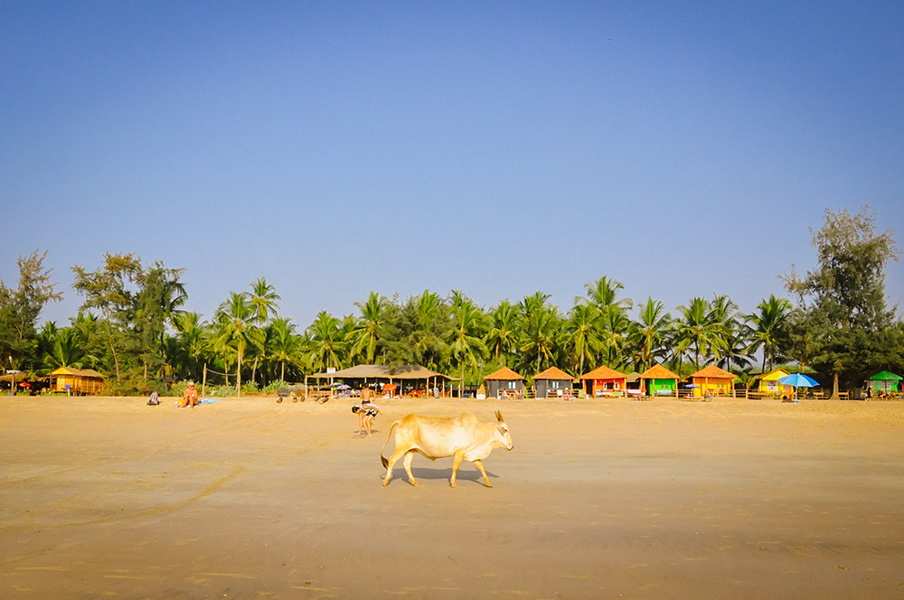 Goa, Cow