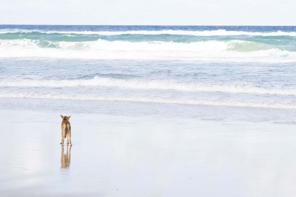 Fraser_Island_Australia