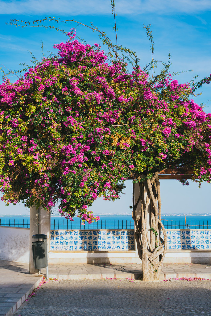 MIRADOURO_DE-SANTA_LUZIA_ALFAMA