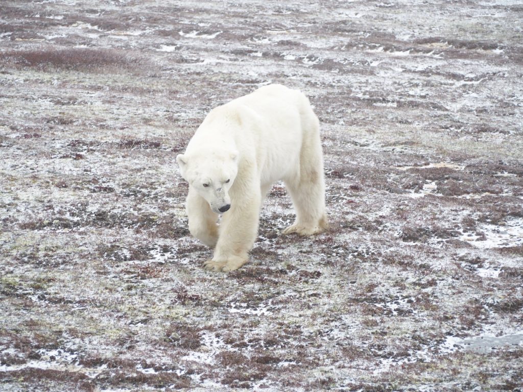 Polar_Bear_Capital_of_the_World