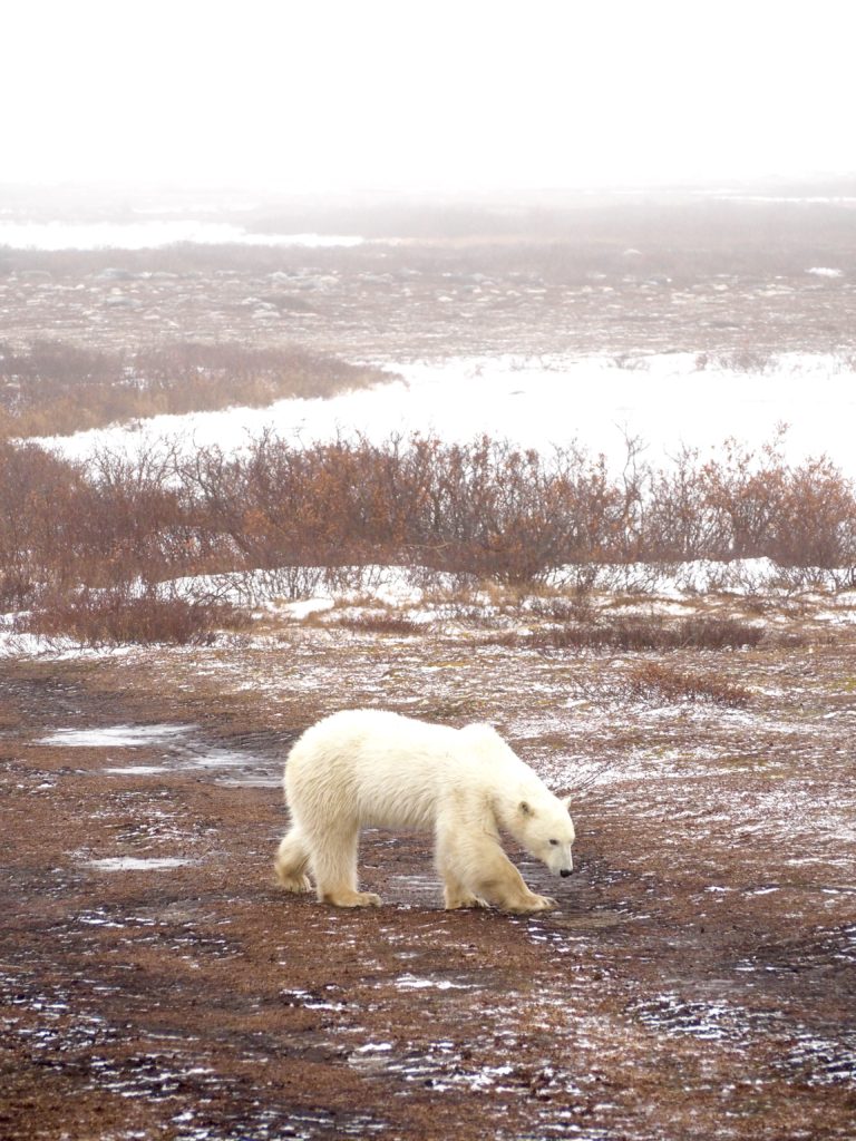 Polar_Bear_Capital_of_the_World