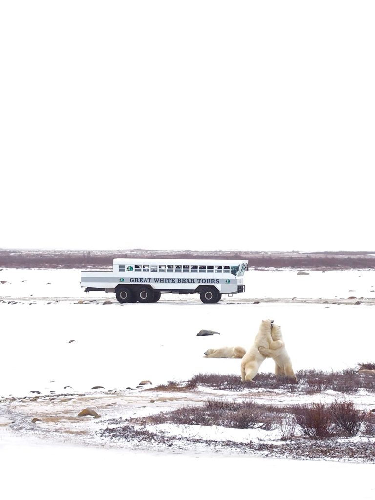 Polar_Bear_Capital_of_the_World