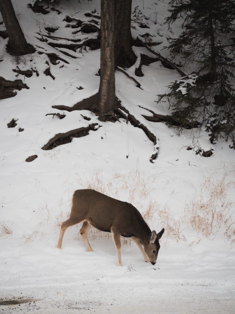 Jasper National Park | World of Wanderlust