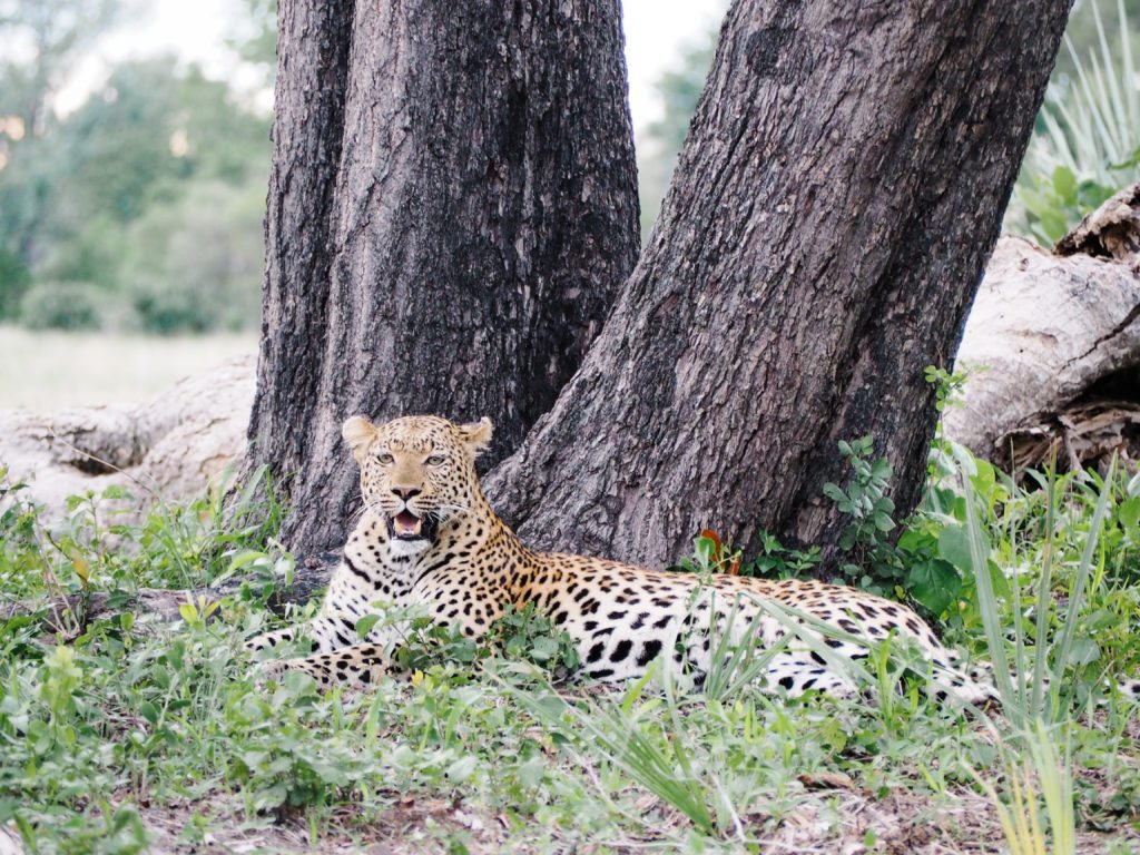 Nxabega Tented Camp Botswana | WORLD OF WANDERLUST