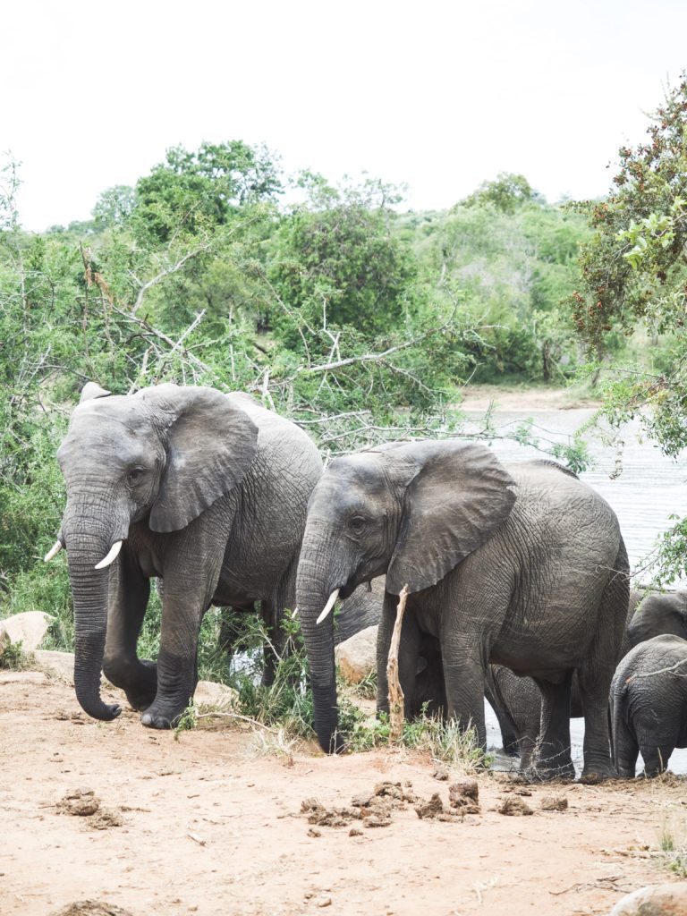 Royal Malewane Safari South Africa | WORLD OF WANDERLUST