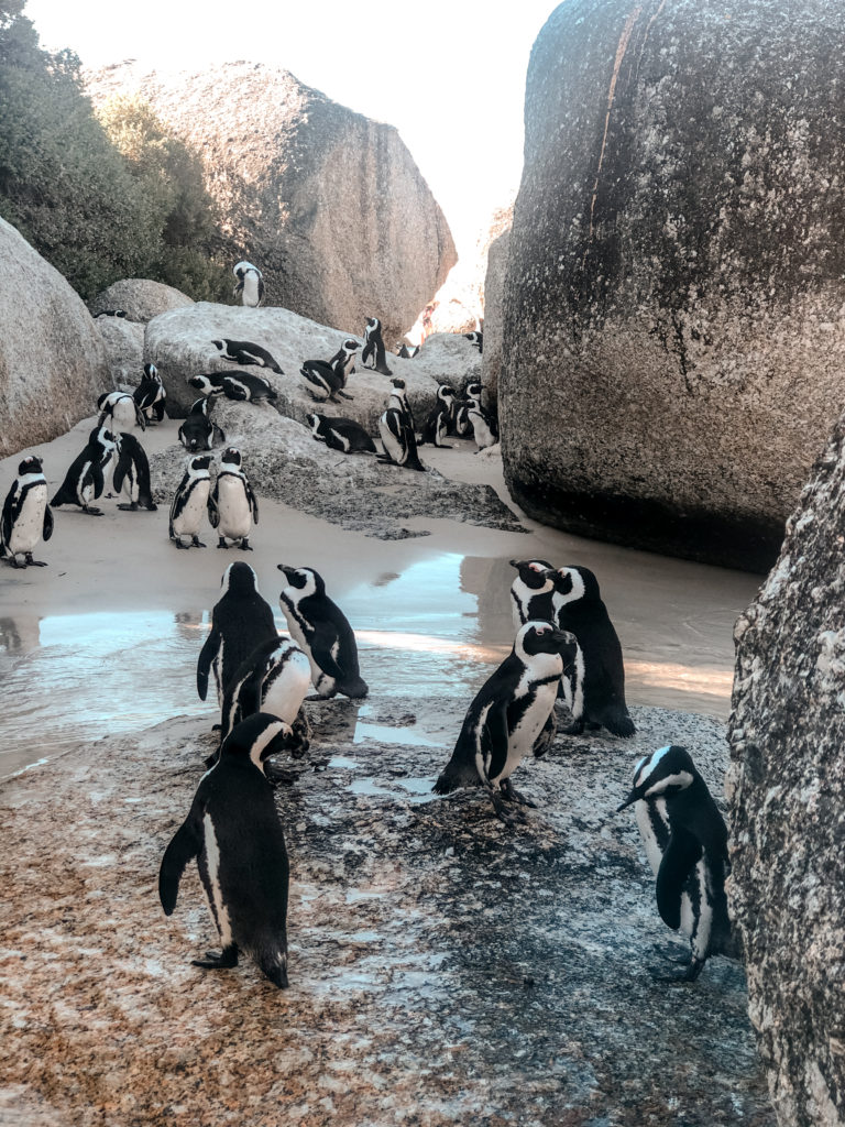 Boulders Beach Cape Town | WORLD OF WANDERLUST