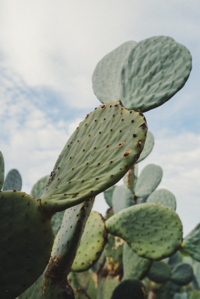 Babylonstoren review | WORLD OF WANDERLUST