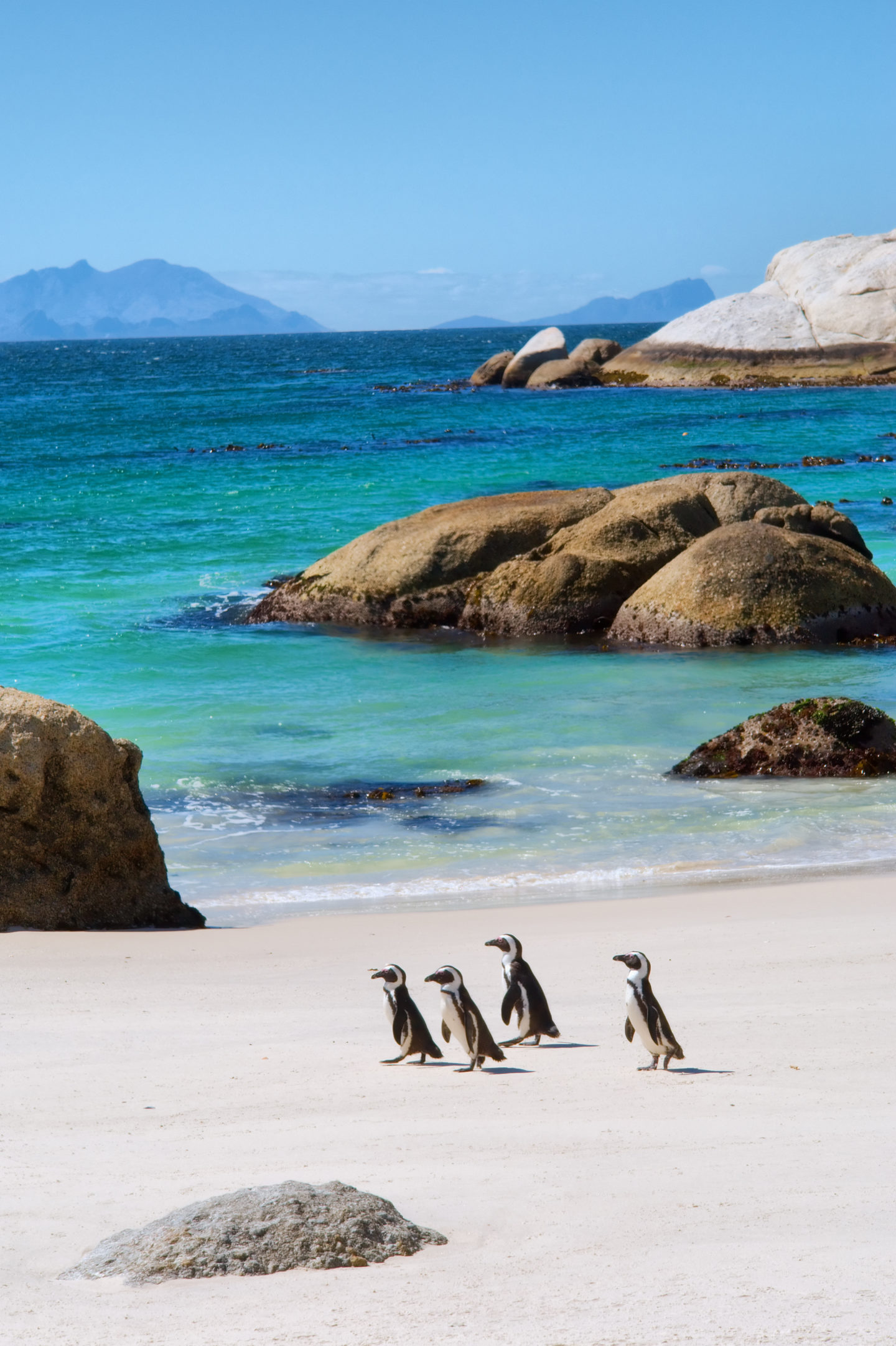 Boulders Beach Cape Town South Africa